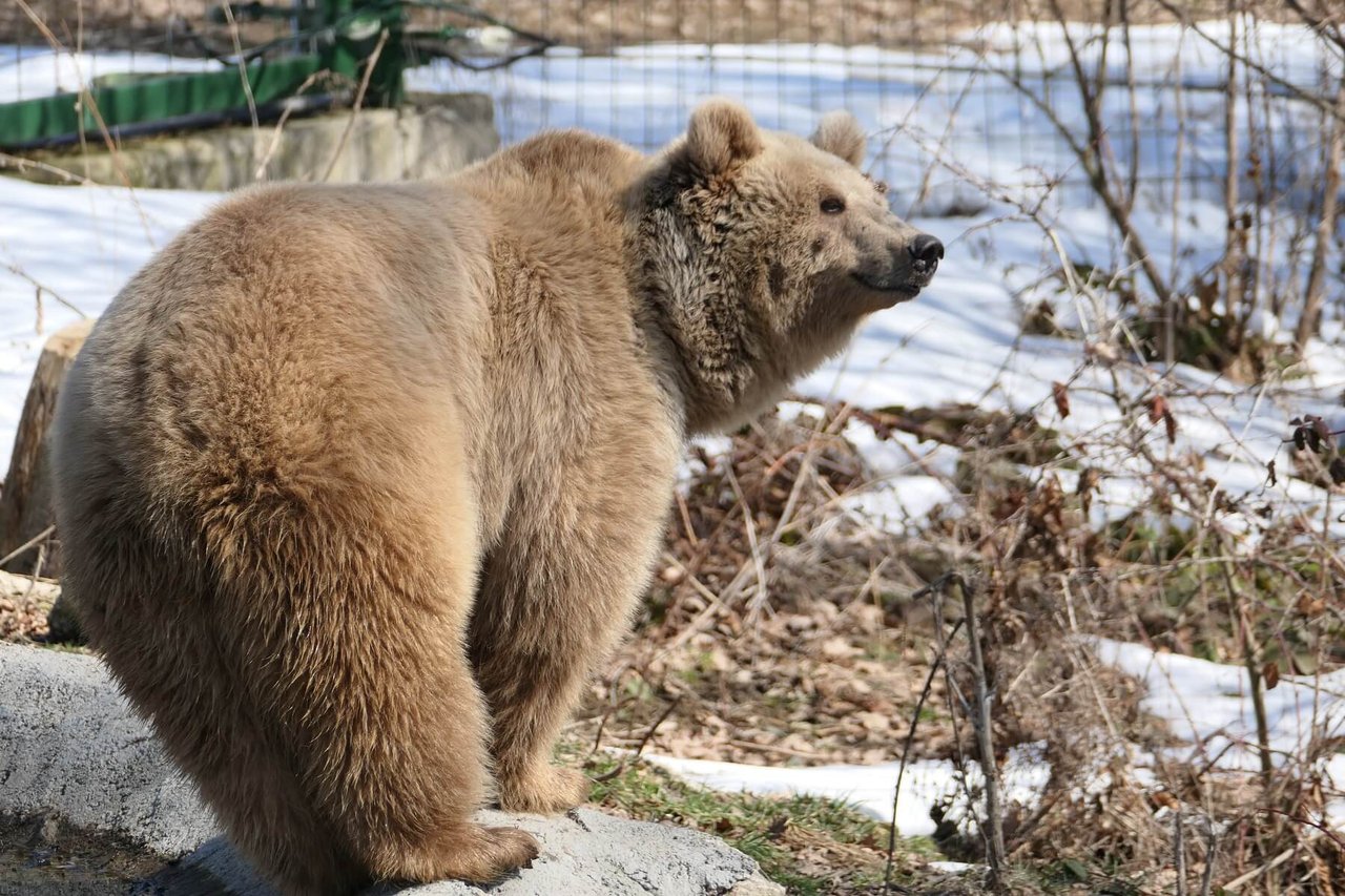 Masha at Libearty sanctuary