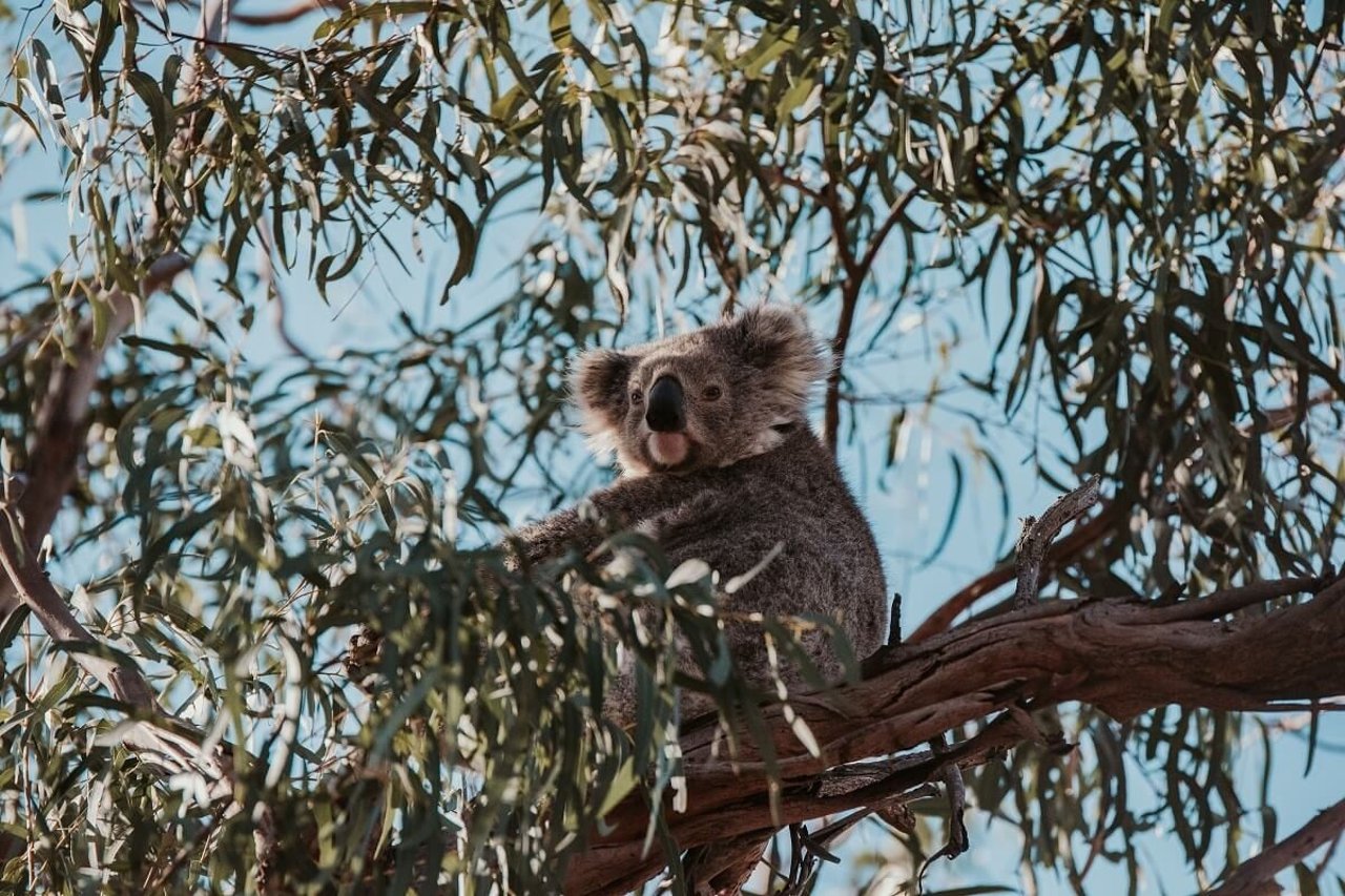 Koala in the wild in Gunai Kurnai Country, Australia