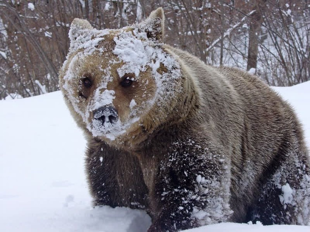 Odi the bear playing in the snow at the sanctuary in Romania