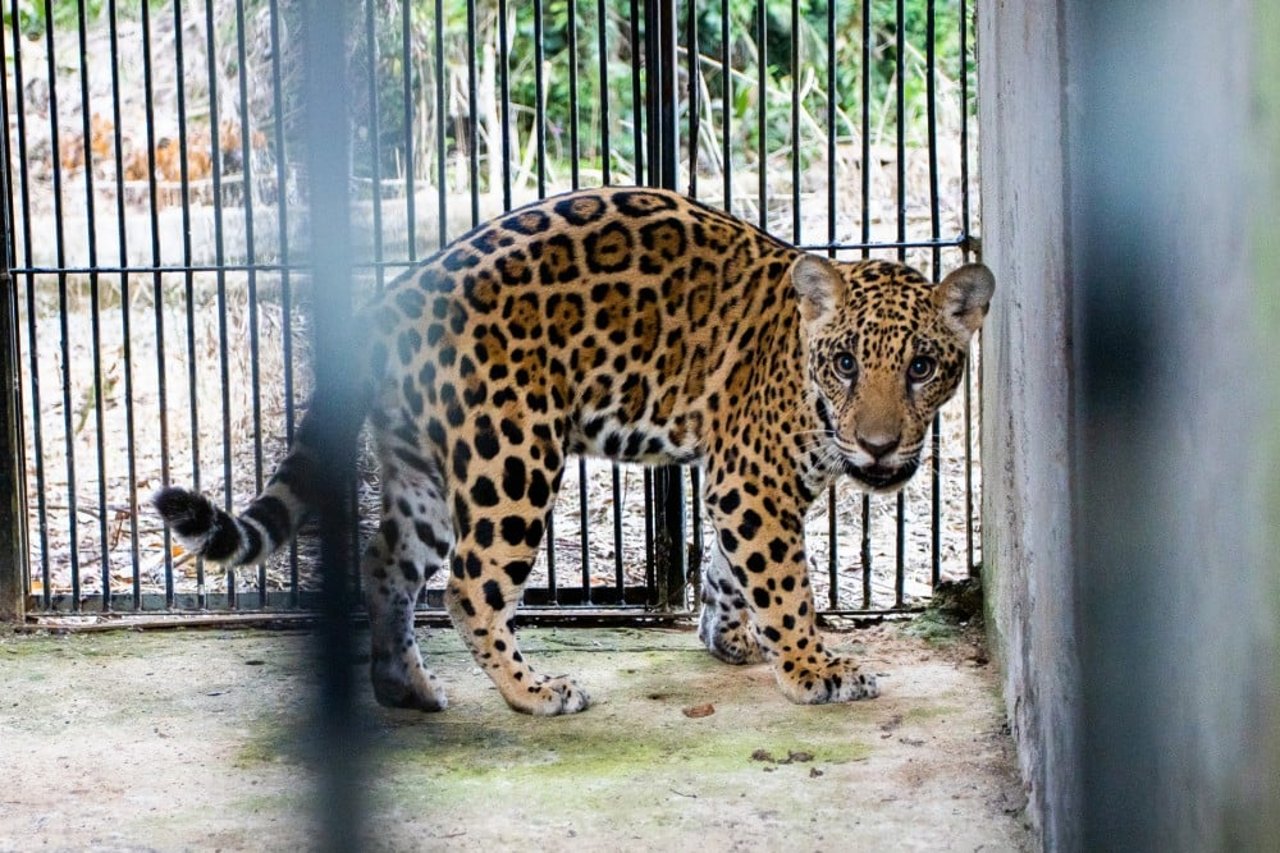 Xamã depois da viagem e antes da soltura no recinto de reabilitação, aguardando ansioso no espaço de cambiamento - Crédito: Noelly Castro/Proteção Animal 