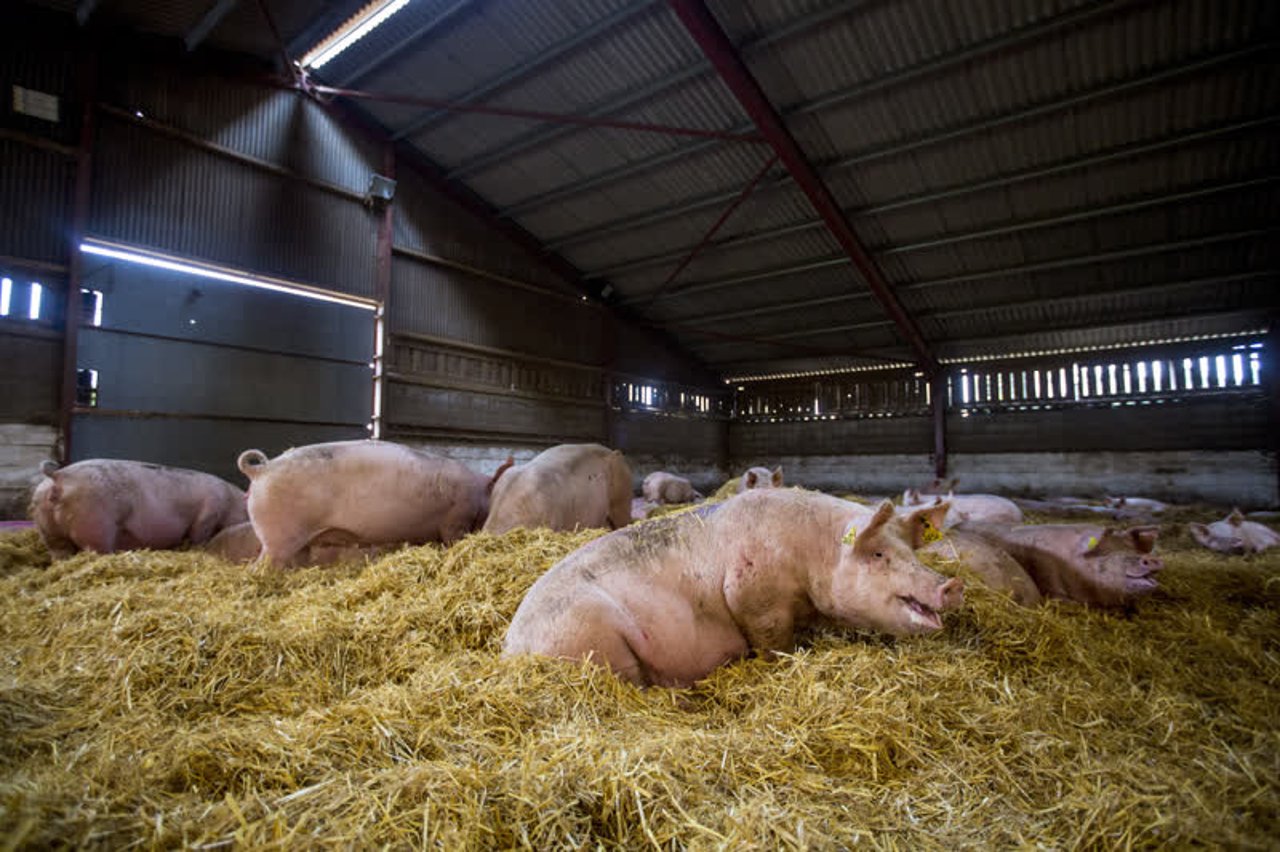 pigs2_uk_800x533_1015007_0