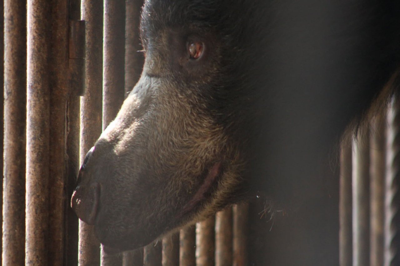 rangila_the_bear_in_a_zoo_in_nepal