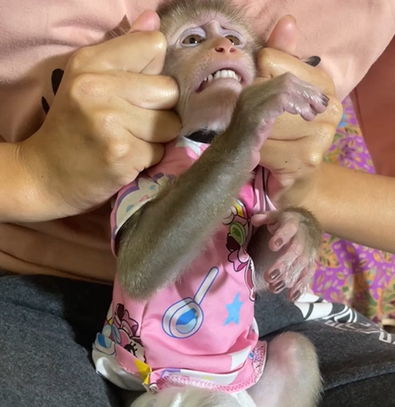 Macaco vestido com roupas humanas está sendo &quot;apertado&quot; por uma pessoa.