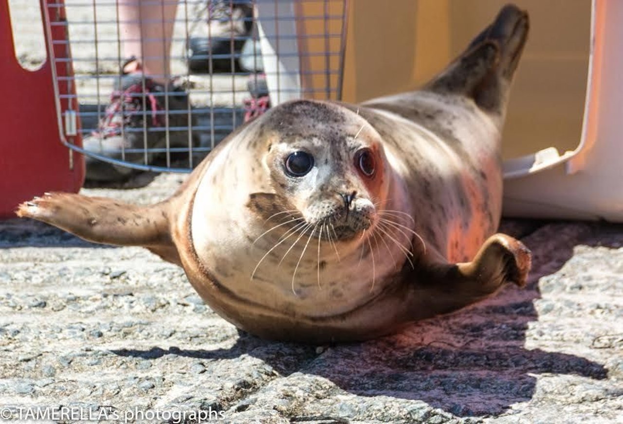 A seal being released into the ocean again after months of rehabilitation.