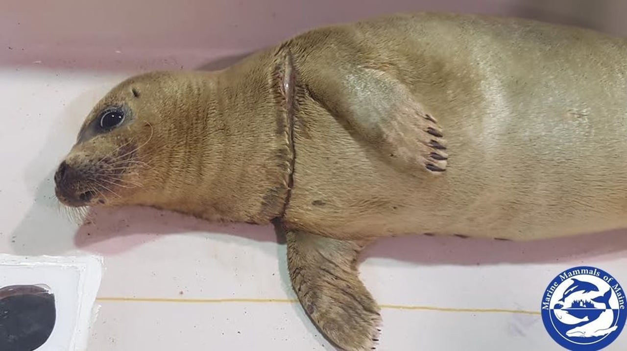 A scared looking seal receiving treatment for his injuries.