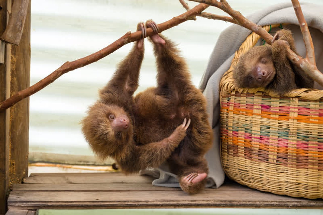 sloth_colombia_800x534_1019606