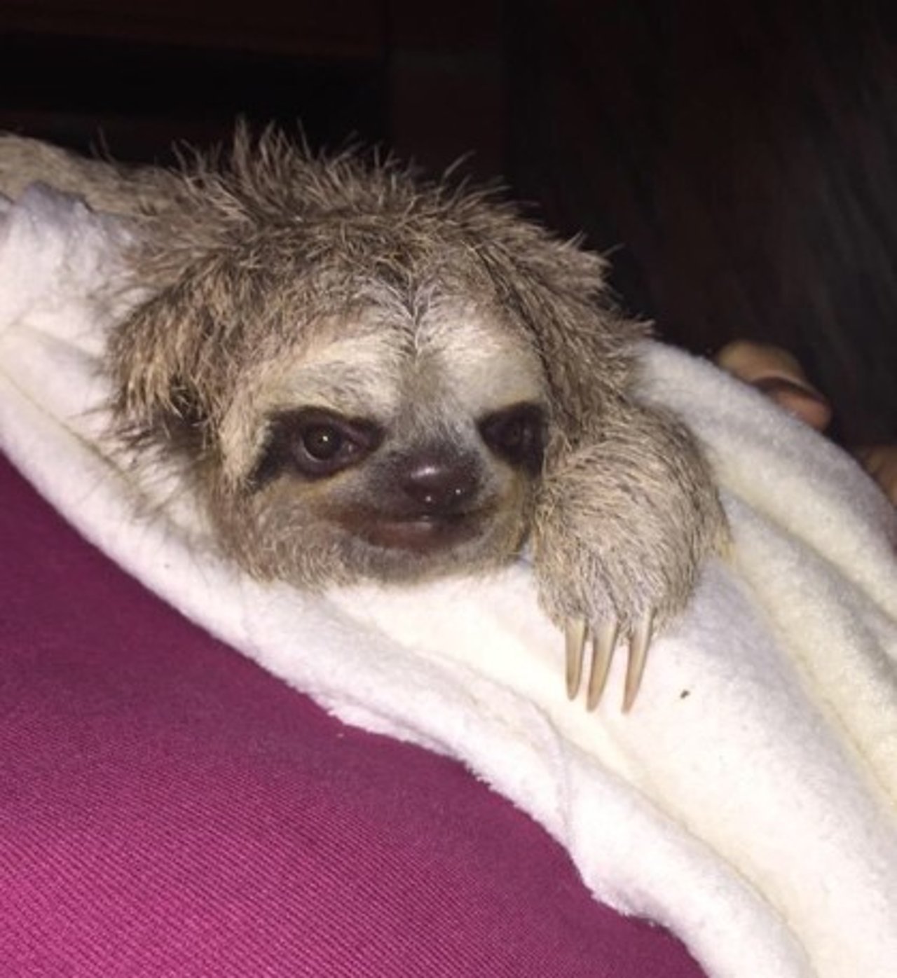 sloth_rescue_colombia_419x457