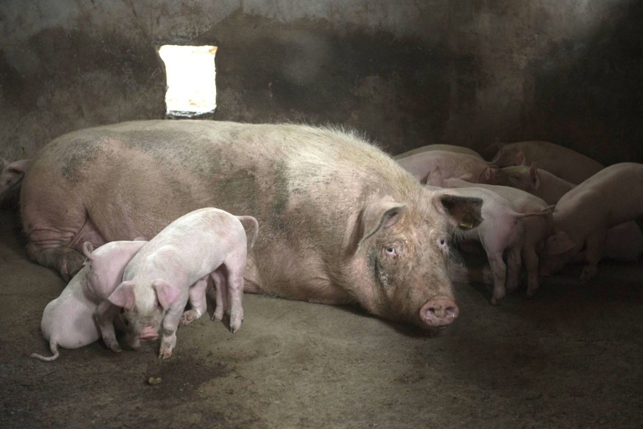 Open Philanthropy invests in the welfare of pigs in China