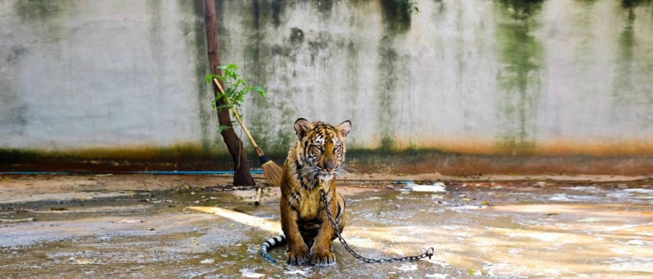 A chained tiger