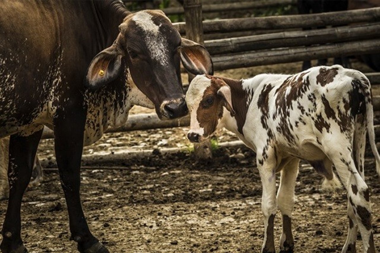 Live export cattle by We Animals Media 