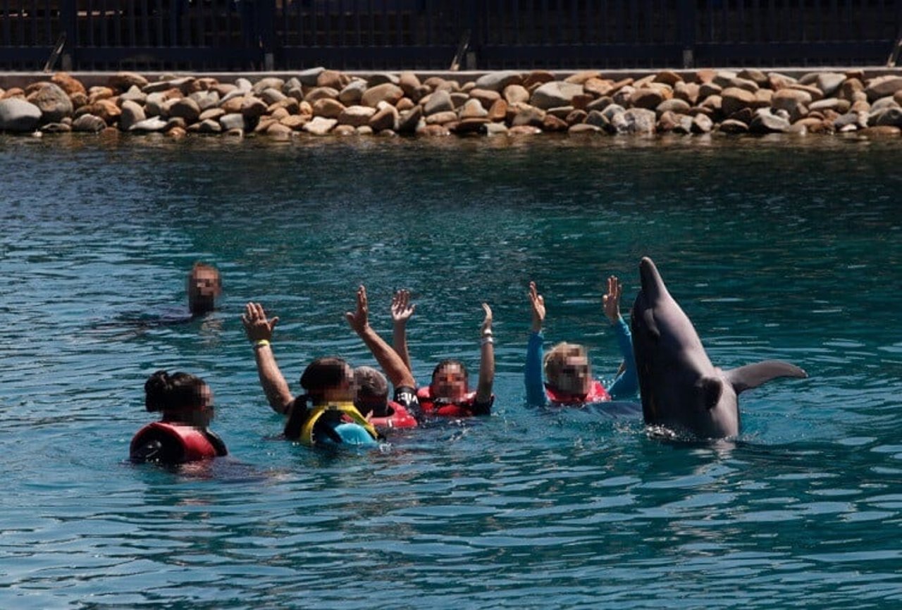 Dolphin in captivity for entertainment 
