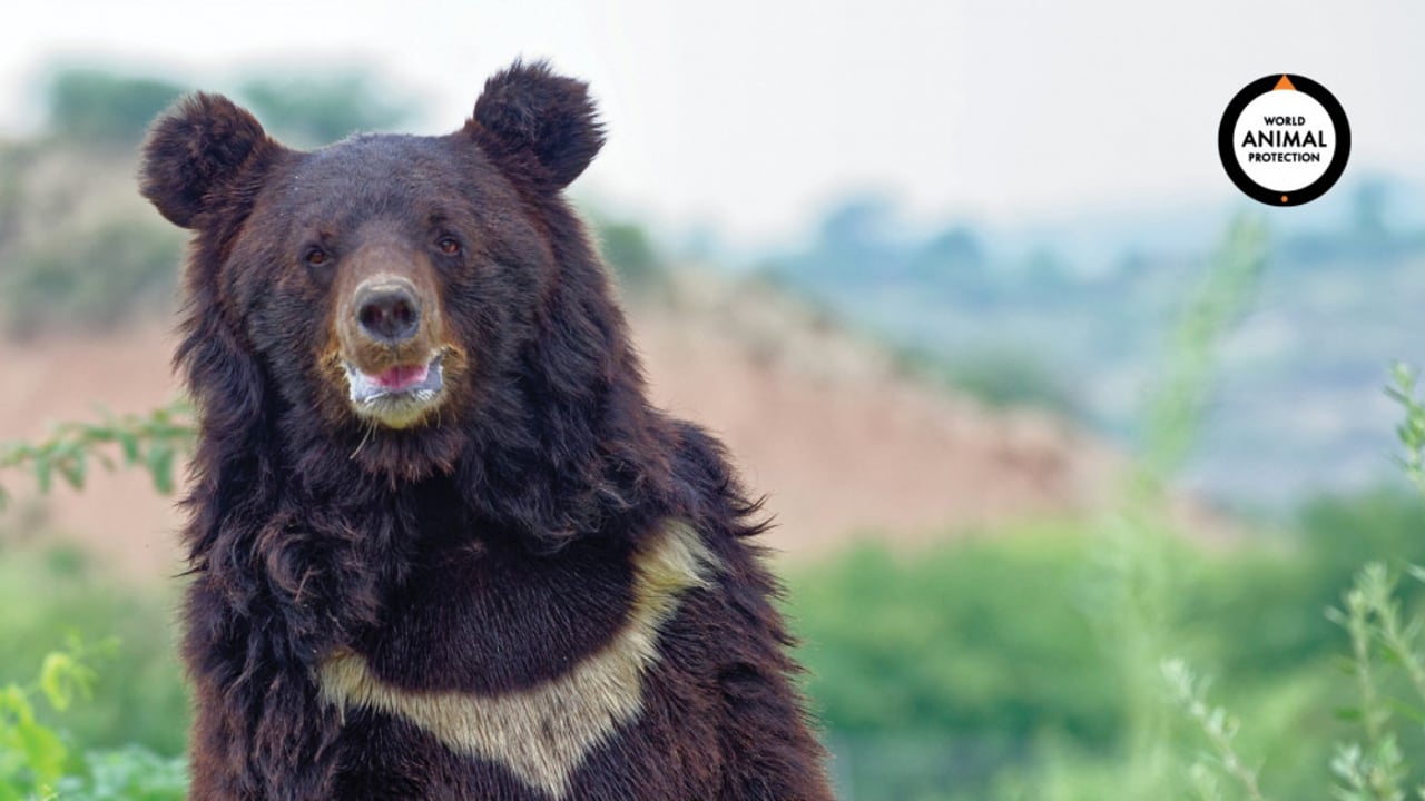 Bear Zoom Background - World Animal Protection