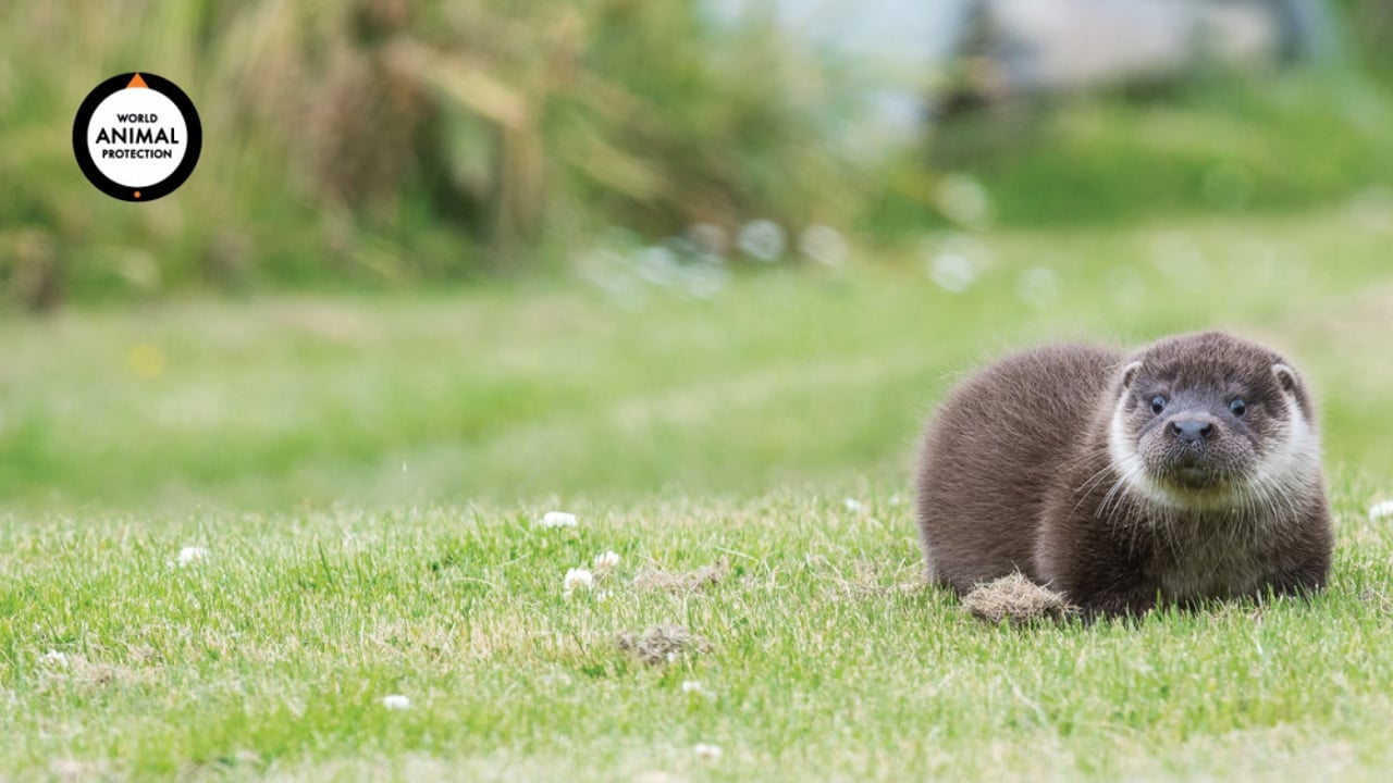 Otter Zoom Background - World Animal Protection