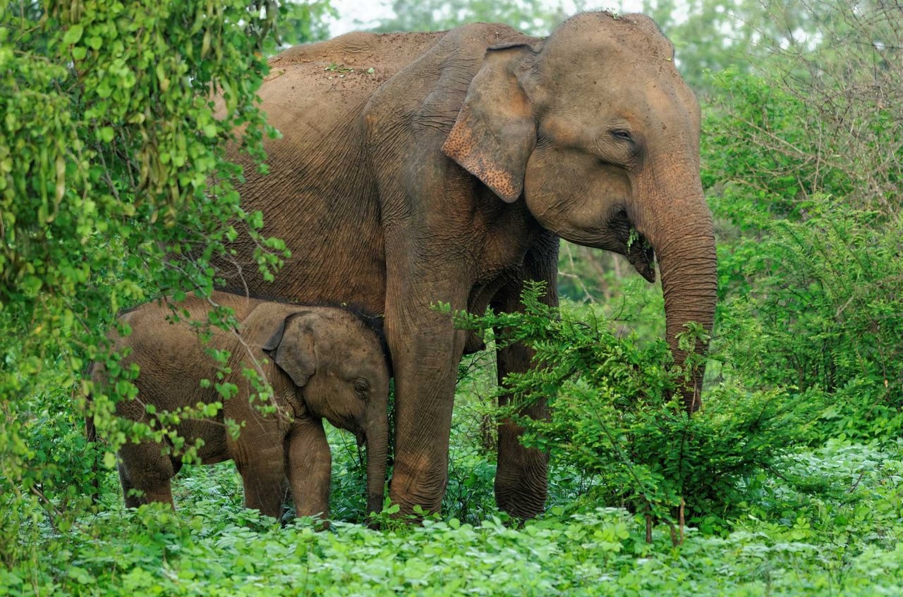 Chang Chill, Thailand. Credit Line: World Animal Protection / Vita Sun