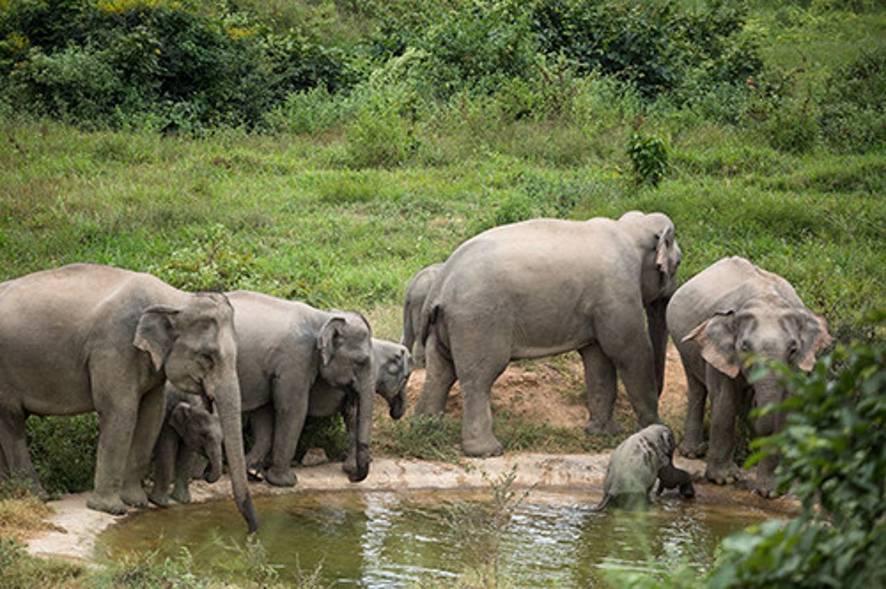 A herd of wild elephants walking in Kui Buri National Park in the south of Thailand