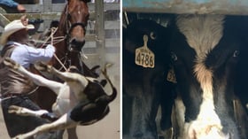 NZ rodeo and live export