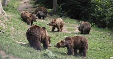 hero-two-bears-at-Romania-bear-sanctuary