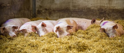 High welfare indoor pig farm, UK