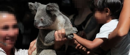 Koala cuddles at Dreamworld, Australia