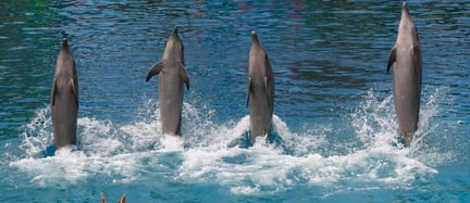 Dolphin show at Sea World