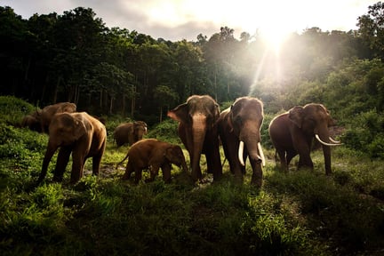 Herd of elephants Credit: Getty images