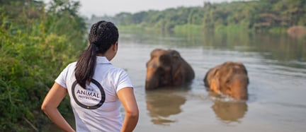 Staff member watches elephants at Somboon Legacy Foundation, Thailand