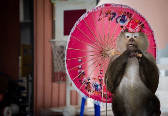 Macaque monkey performs at Phuket Zoo Thailand