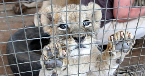 Lion cub in captivity at South Africa facility