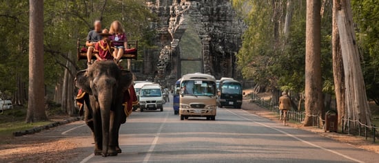 Elephant used for riding at Angkor Wat, Cambodia