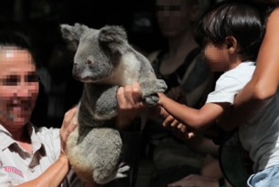 koala at a themed park in Australia