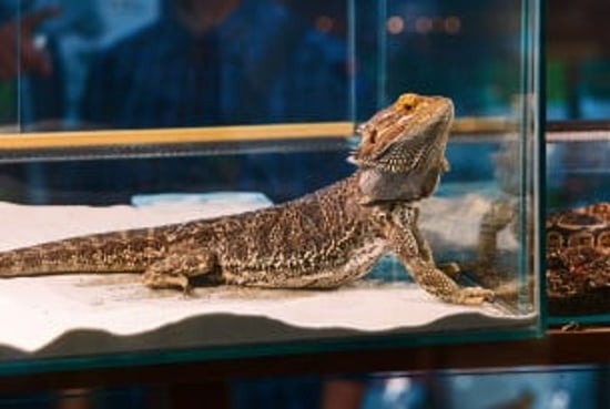 Bearded dragon part of the exotic pets trade