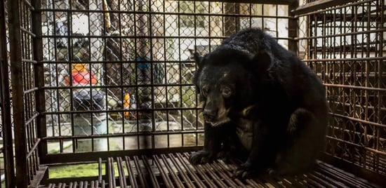 Bear used for bile in a cage