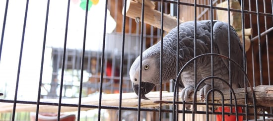 A pet African Grey Parrot