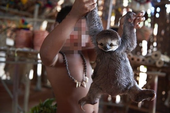 Sloth selfies in the Amazon