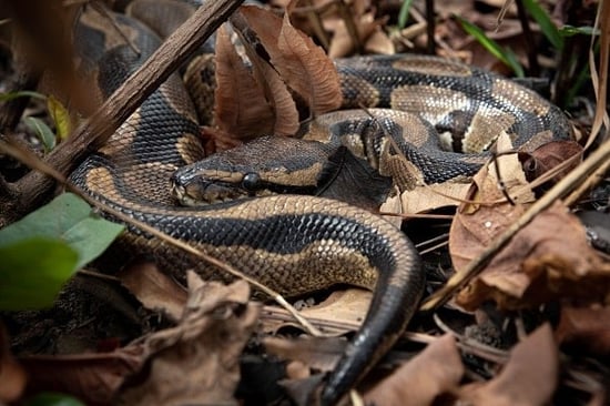 Wild ball python, Ghana