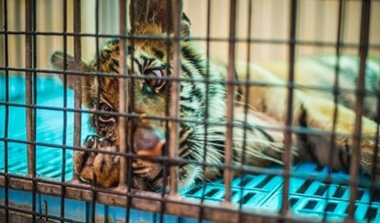 Tiger in a cage, Thailand