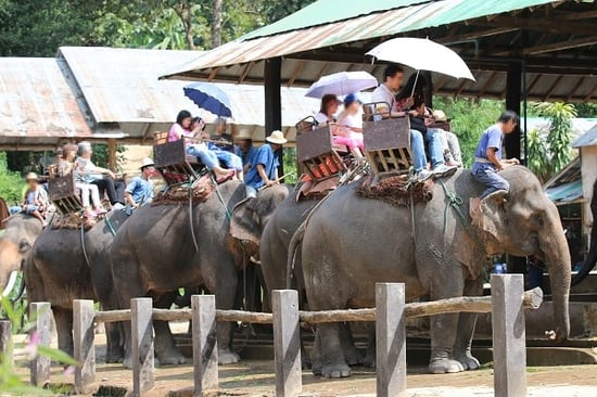 Elephant riding in Thailand