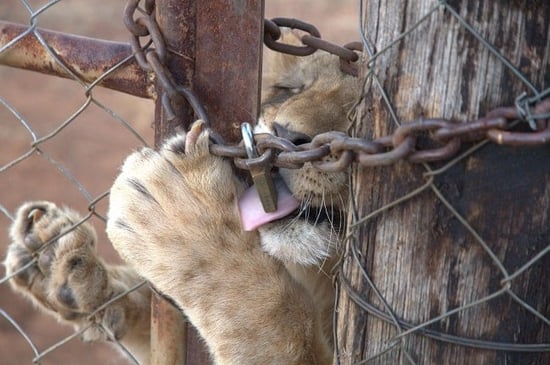 Captive lion in South Africa
