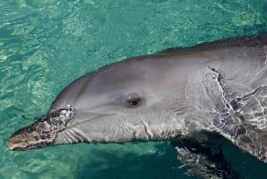 Dolphin at Seaworld