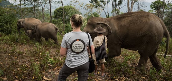 Elephant Rides Why It's Cruel to Ride an Elephant World Animal