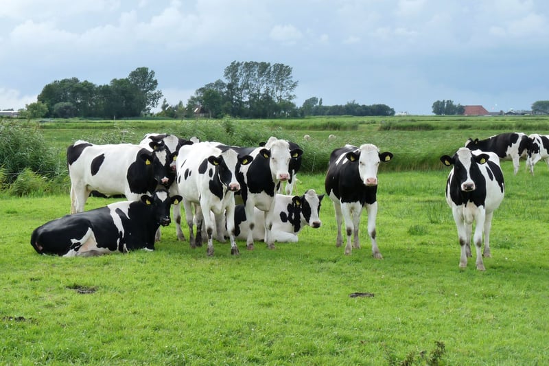Herd of cows at 'free choice' dairy farm
