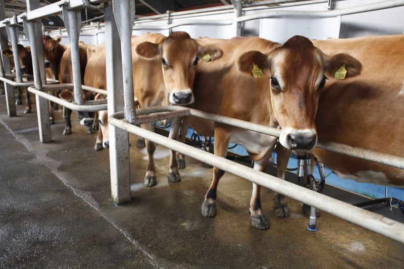 Danish Jersey cows at Svanhold Gods organic farm in Denmark. The cows are indoors to get ready for milking