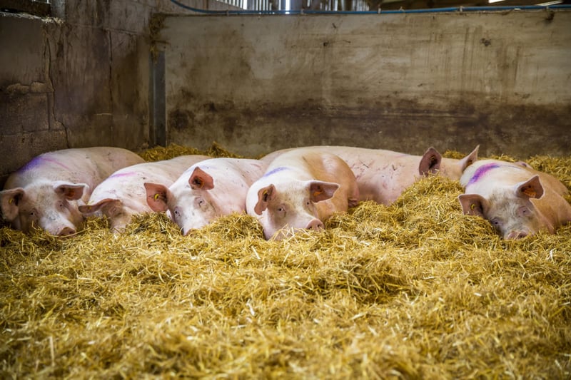 Five pigs lay in a bed of thick straw