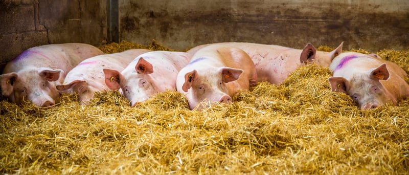 Pigs in group housing with deep beds in a higher welfare indoor farm in the UK