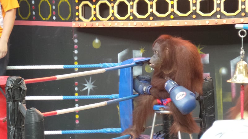 The Cruelty behind Orangutan Boxing