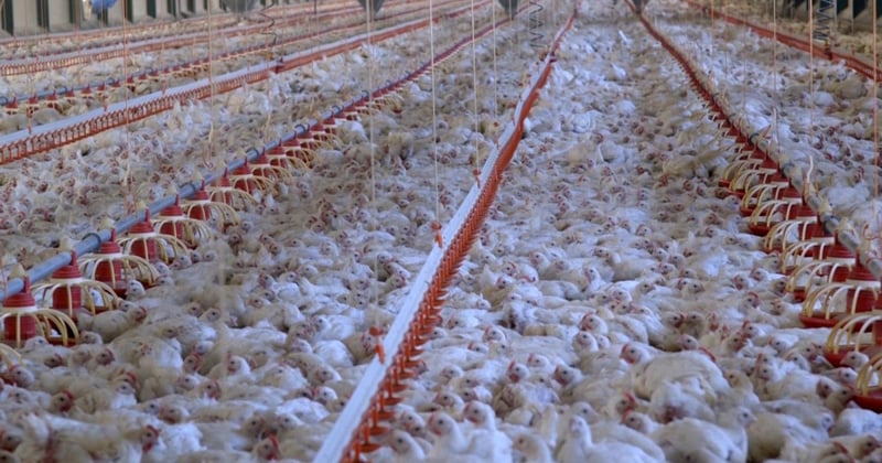 32 day old broiler meat chickens in a commercial indoor system