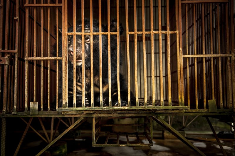 Vietnam’s National Bear Week highlights importance of ending the country’s cruel bear bile industry  