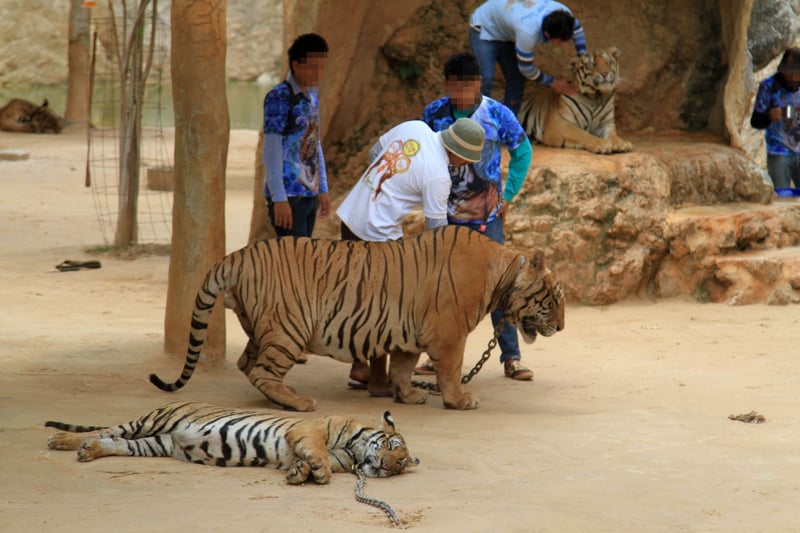 A tiger at the old tiger temple tourist attraction - Wildlife. Not entertainers - World Animal Protection