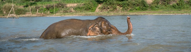 The elephant Mae Tu bathing in the rive at MandaLao elephant conservation, Laos