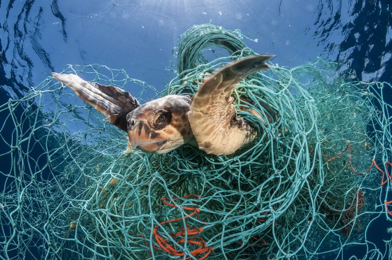 Ghosts beneath the waves - fish tangled in ghost gear - Sea Change - World Animal Protection